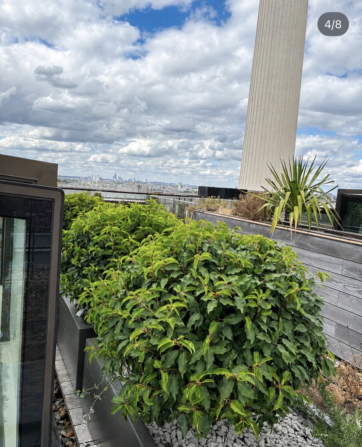Clipped evergreen planting on the rooftop with the London skyline beyond