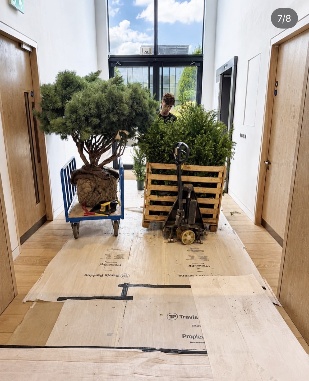 Large specimen trees being carefully moved through the building