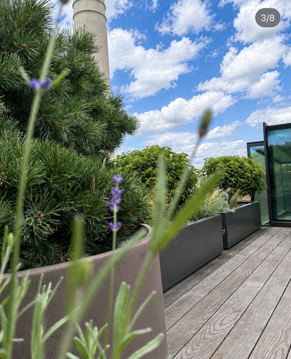 Close view through soft planting towards specimen trees and rooftop planters