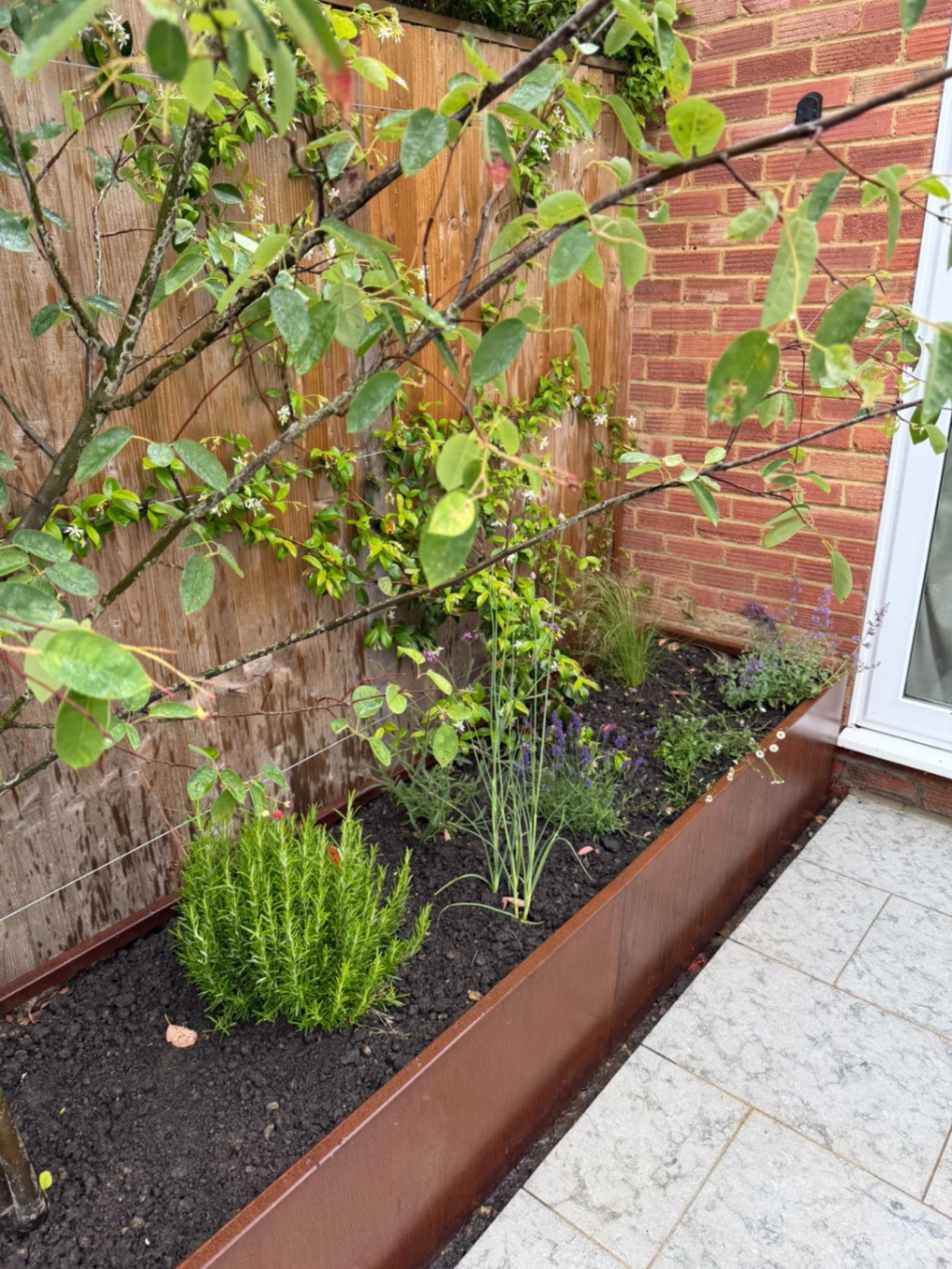 Raised corten steel planter filled with lavender and planting against a timber fence